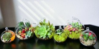 Como decorar su hogar con las plantas crasas