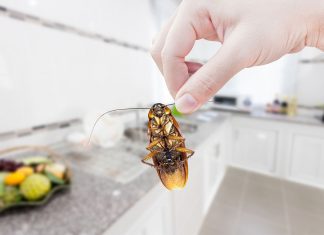 ¿Cómo prevenir y eliminar cucarachas en el hogar?