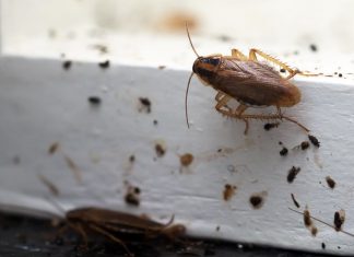7 formas de evitar que los insectos entren a tu hogar 324x235 Home