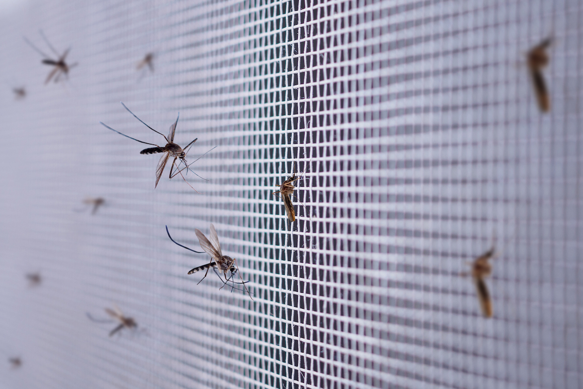 %name ¿Cómo evitar que los insectos entren a tu hogar? 7 métodos infalibles