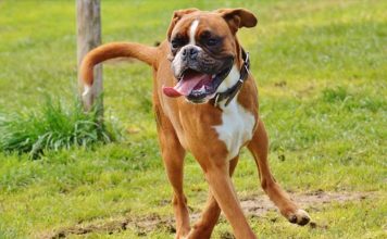 perros chatos 356x220 Home