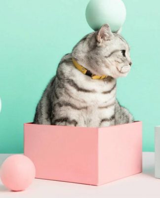 Accesorios para gatos: Conoce cuales son los imprescindibles mejores accesorios para gatos 324x400 Home